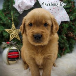 Marshmallow - Golden male Golden Retriever puppy in Scio, Oregon from Webb's Wold Kennels