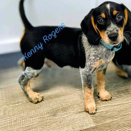 Kenny Rogers - Black tan and bluetick male Beagle puppy in Robbins, Tennessee from Orange Mountain Basset Hounds & Beagles