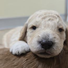 Tai - Cream male Goldendoodle puppy in Crawfordsville, Indiana from Winding Creek Ranch Doodles