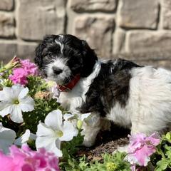 Cavachon, Cavalier King Charles Spaniel, and Cavapoo Puppies from Cavachon Love