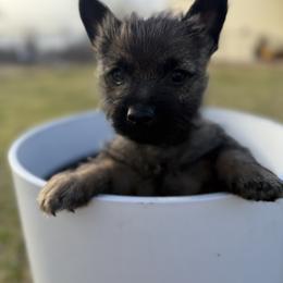 Valentina - Wheaten brindle female Cairn Terrier puppy in Lipan, Texas from Flyin G Cairns