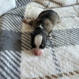 Finn - Wolf sable male Pomsky puppy in Doon, Iowa from Luxury Pomsky