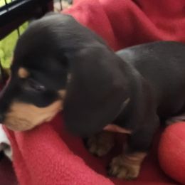Dachshund Puppies from Happy Acres  Miniature Dachshunds