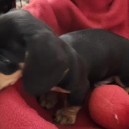 Dachshund Puppies from Happy Acres  Miniature Dachshunds