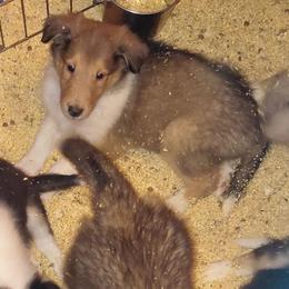 Reserved Cinnamin - Sable and white female Collie puppy in St Stephens, Wyoming from Desert Kennels
