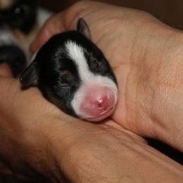 Rat Terrier Puppies from So Co Rat Terriers
