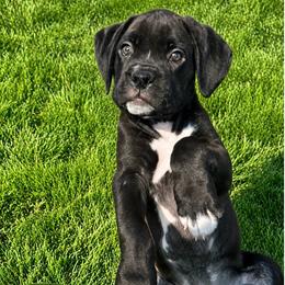 Raleigh - Brindle male Boxer puppy in Eagle, Idaho from Eagle ID Boxers