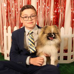 Pomeranians from Sweet Serenity Poms