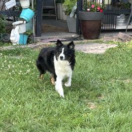 CeCe - Australian Shepherd