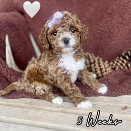 Meadow - Red  female Goldendoodle puppy in Runaway Bay, Texas from Green Ranch Doodles