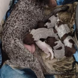 Old Orchard's Daisy Mae - German Shorthaired Pointer