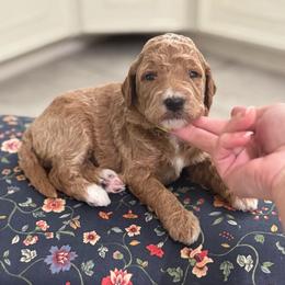 Applejack- Yellow - Apricot female Goldendoodle puppy in Bay City, Texas from Charming Doods Goldendoodles