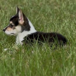 AKC Tri triple clear - Black and tan male Pembroke Welsh Corgi puppy in Summerfield, Florida from Promise Land Farm