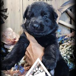 Tex - Black male German Shepherd puppy in Sequim, Washington from German Shepherd Haus