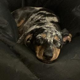 Dachshund Puppies from Witchy Woman’s Wiener’s