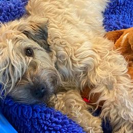 Soft Coated Wheaten Terriers from Dromara Wheaten Terriers
