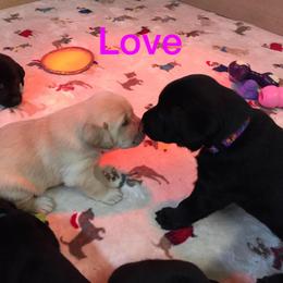 Labrador Retriever Puppies from Harvest Moon Farm