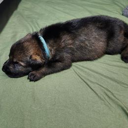 Xero (Blue male) - Sable male German Shepherd puppy in Winchester, Kentucky from Del Lago Canine