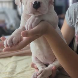 Tamar - White female Dogo Argentino puppy in Morgan Hill, Pennsylvania from De la Fuerza De Dios