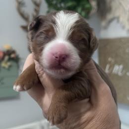 Skye - Chocolate merle female Bernedoodle puppy in Hillsboro, Oregon from Myt fine doodles