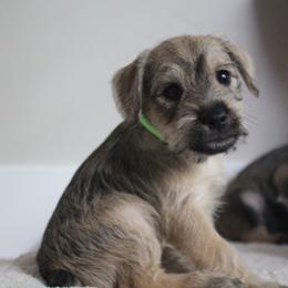 Jaco - Salt and pepper male Miniature Schnauzer puppy in West Jordan, Utah from Olympus Schnauzers