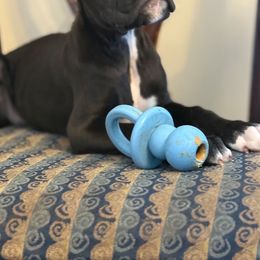 Boy 3 - Brindle male Boxer puppy in Wartburg, Tennessee from Coast to Coast Boxers