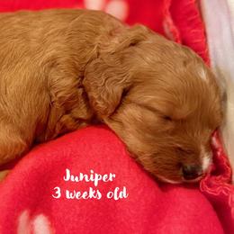 Jumiper - Apricot female Goldendoodle puppy in Beaverton, Oregon from Mini Goldendoodles