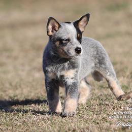 Charlie Boy 3 - Blue speckled male Australian Cattle Dog puppy in Point, Texas from Lakylu Kennels