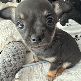 Thunder - Black and tan male Chihuahua puppy in Coweta, Oklahoma from Green Country Chihuahuas