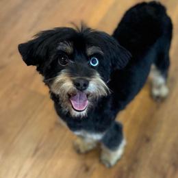 Raven - Aussiedoodle