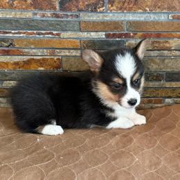 Boy 4 - Black and tan male Pembroke Welsh Corgi puppy in Visalia, California from VIP Stables