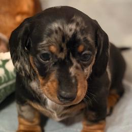 Mistletoe (CKC reg.) - Dapple female Dachshund puppy in Whitehouse, Texas from Daschund Pups