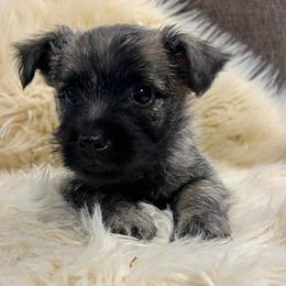Magnus - Gray brindle male Cairn Terrier puppy in Pottersville, Missouri from Cairn Terriers of Heatherridge,LLC