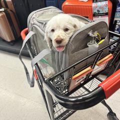 Clumber Spaniel Puppies from Wanderlust Clumber Spaniels