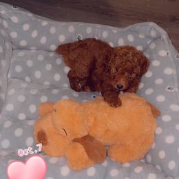 Goldendoodle Puppies from Labradoodleday