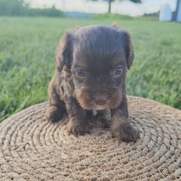Ghirardelli - Chocolate male Cavapoo puppy in Decatur, Illinois from Petite Pups