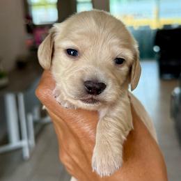 Cream female-3900 - Cream female Dachshund puppy in Winter Haven, Florida from Dreamwork Dachshunds