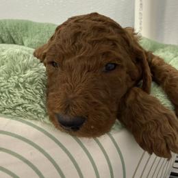Girl 1 - Red  female Poodle puppy in Bettendorf, Iowa from Red Door Poodles