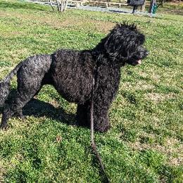 Nori - Portuguese Water Dog
