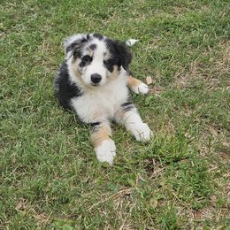 Australian Shepherd Puppies from Cali's Australian Shepherds