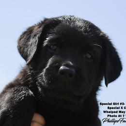 Special Girl 3 Pink Collar - Black female Labrador Retriever puppy in Point, Texas from Lakylu Kennels