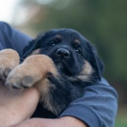 German Shepherd Puppies from Di Massimo Canile
