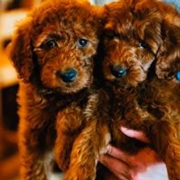 Goldendoodle, Labradoodle, and Bordoodle Puppies from Safari Doodles