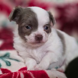 Prince - Silver and white male Chihuahua puppy in Amity, Pennsylvania from Rhoda and Verna
