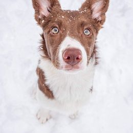 Border Collie Puppies from By Design Farm