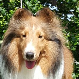 Scandel - Shetland Sheepdog