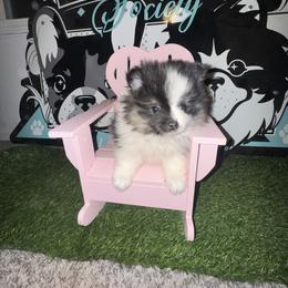 Molly - Tri-colored female Pomeranian puppy in Fredericksburg, Virginia from Designer Dog Society