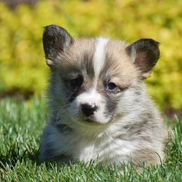 Eddie - Red male Pembroke Welsh Corgi puppy in Morgantown, Pennsylvania from GoldStar Corgis (License Number 18519)