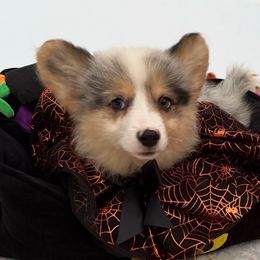 Boy 2 - Blue male Pembroke Welsh Corgi puppy in Mountain View, Hawaii from Celtic Corgis