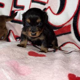 Michael - Black and tan male Dachshund puppy in Midland, Texas from The Barefield Doxies